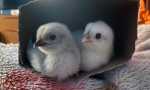 Cute chicken groups