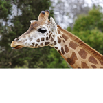 The Giraffe Group