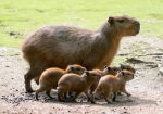 DA Chloe’s Capybaras