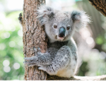 Animal Koala Sloth Cuties