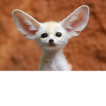 The Phoenix Fox