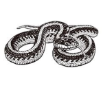 Venomous Group!