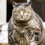 Fat Cat Robloxians of Adopt Me