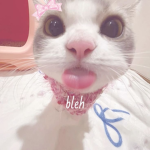 Meowbleh :3