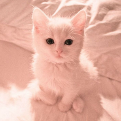 Aesthetic Kitten Kitty Cat Pfp Roblox decal