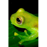 FROGS Unitz