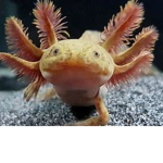 Axolotl#