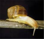 group snail