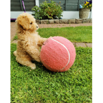 Willow The cockapoo!