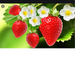 Roblox STRAWBERRYzz