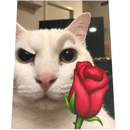 White Rose Cat Cape