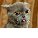 meme cat 123