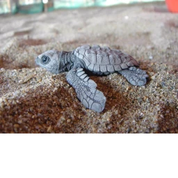  ( turtle Island ) icon