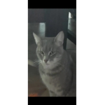 Luna tik