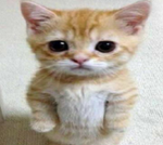El_Catz