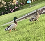 Ducky_Power