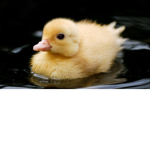 Duckie Squad!!!!!