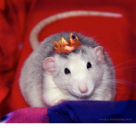 RAT CHEESE GROUP
