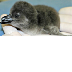 The Penguins...