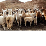 Llama Nation ;P