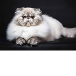 CATS+KITTENS