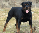 roblox animal control