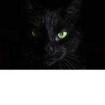 +The Black Cats+