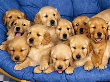 THE VERY OFFICIAL PUPPY HANGOUT