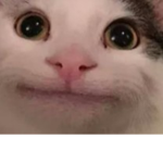 Eat cute cat
