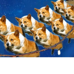 DOGEEEEEEEEE