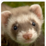 Rainbow ferret