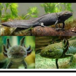 The axolotl and salamander clan
