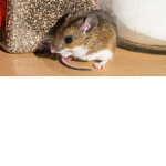 mouse maker