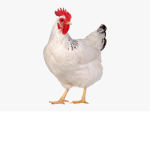 The United Chickens of the World