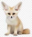 The Fennec Army