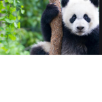 Pandas In Paris