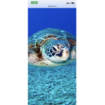 If u like turtles