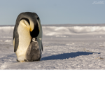 Der Pinguin