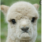 The Sad Llamas