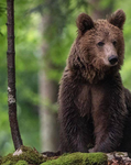 BEAR CHAT UGC