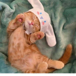 Sleepy kittyzzz