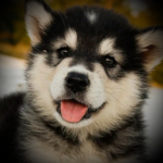 Husky's. United