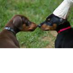 Puppy!!!arecutelol