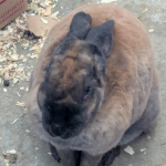 Thecheesybunnies