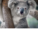 Koalas Spread Joy