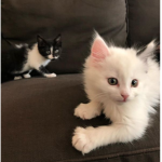 Snowflake and Winter