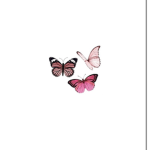 Pink butterflyss!