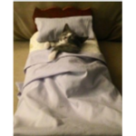 Sleepy.kittyy