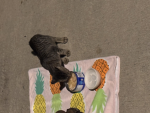 Cat group and fans