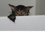 wet cats
